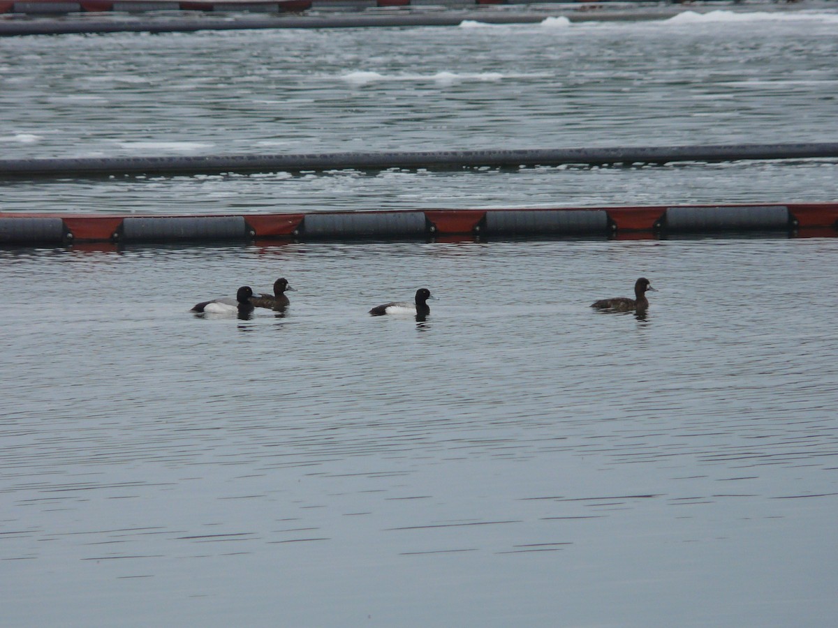 Lesser Scaup - ML37500241