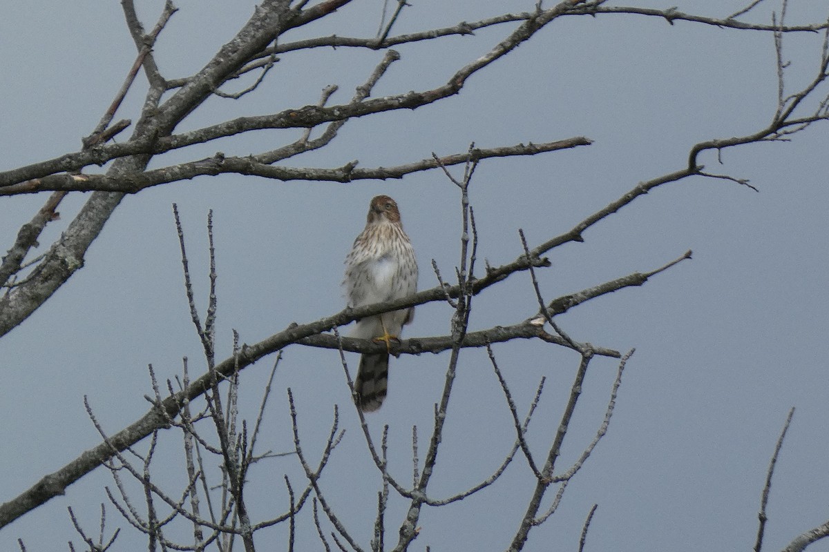 Cooper's Hawk - ML375002891