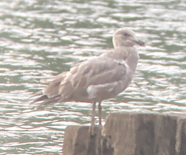 Western x Glaucous-winged Gull (hybrid) - ML375002911