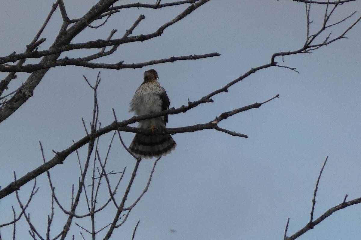 Cooper's Hawk - ML375002921