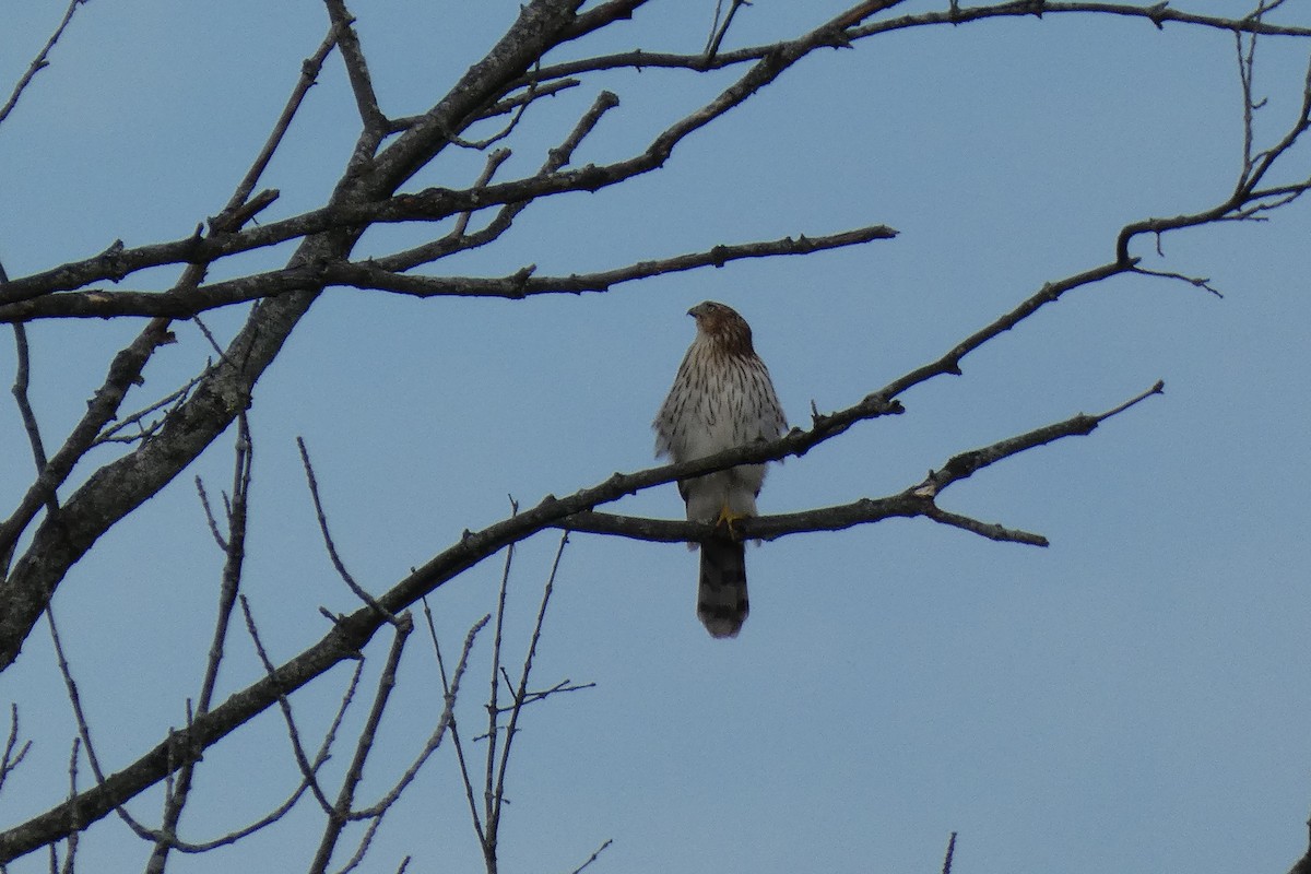 Cooper's Hawk - ML375002931