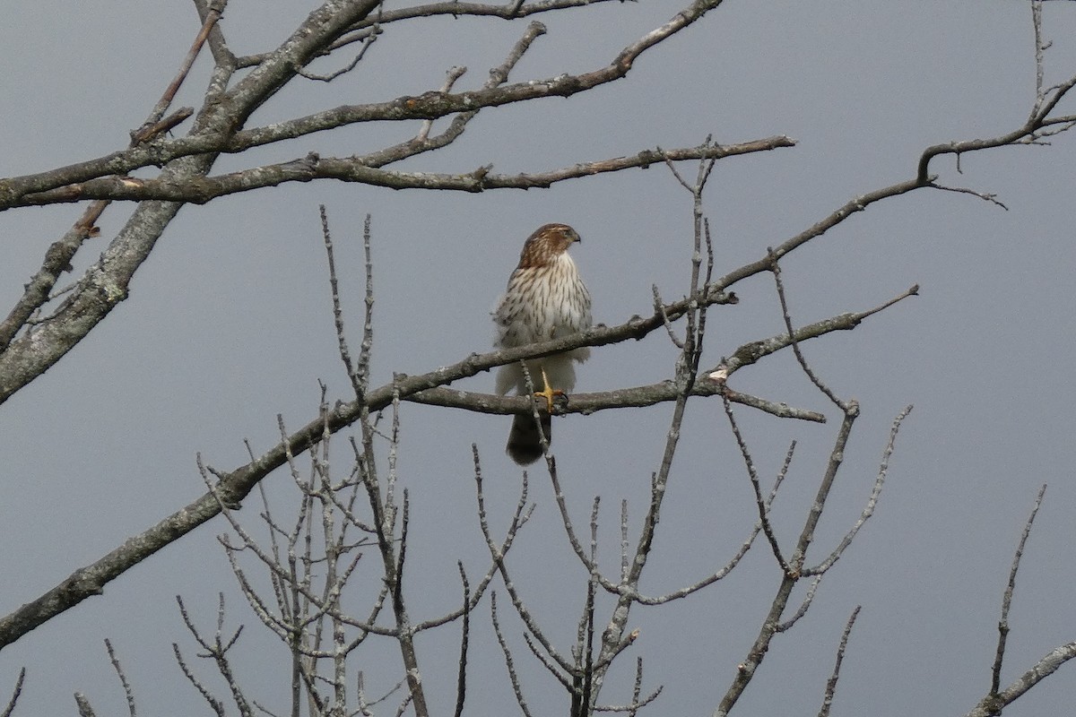 Cooper's Hawk - ML375002941