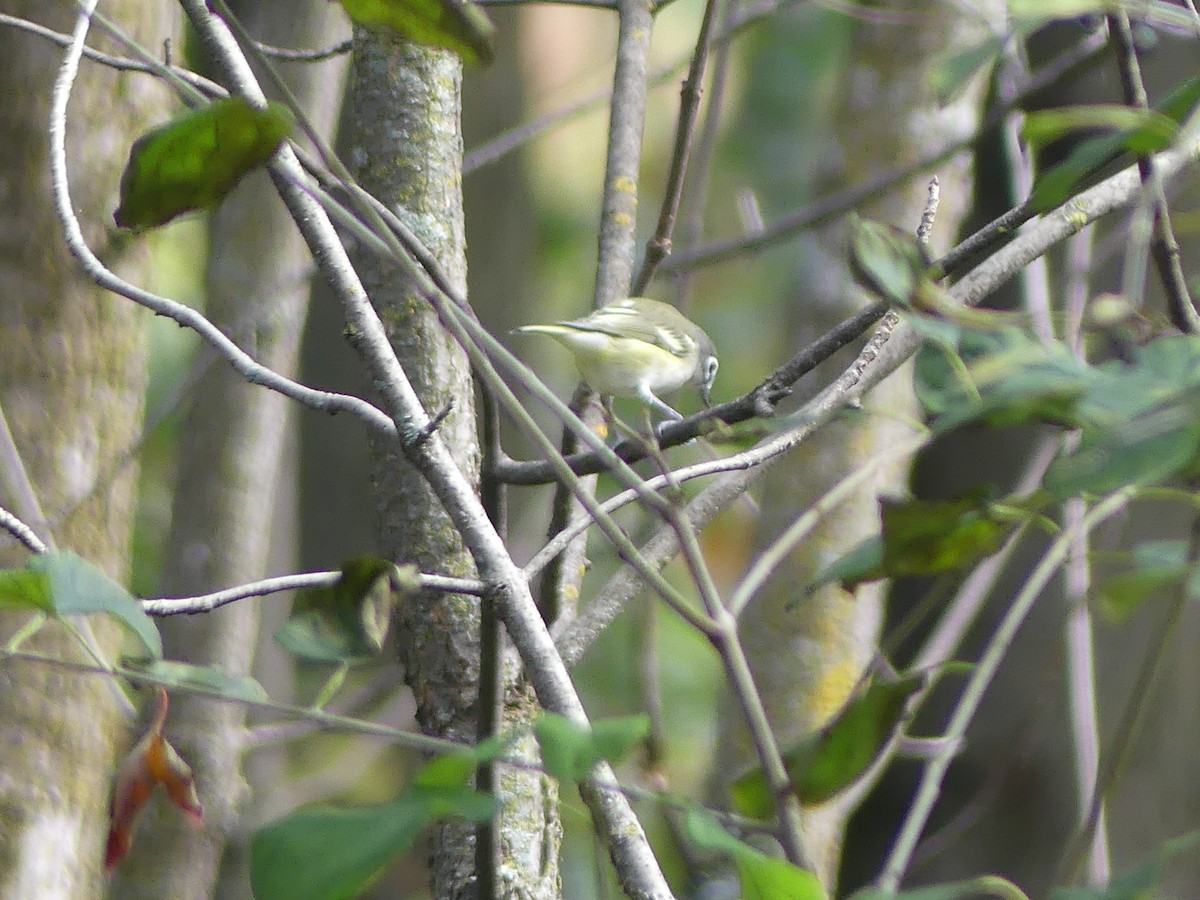 Blue-headed Vireo - André Labelle