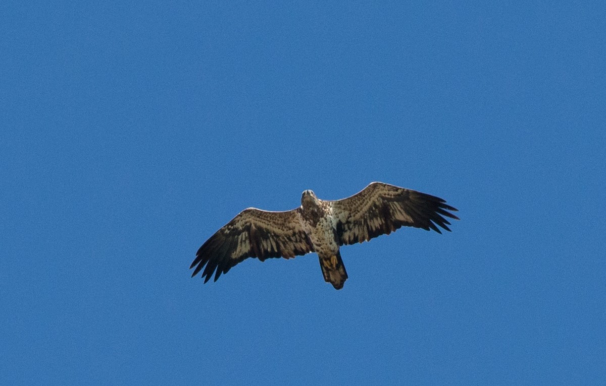 Bald Eagle - Brandon Holden
