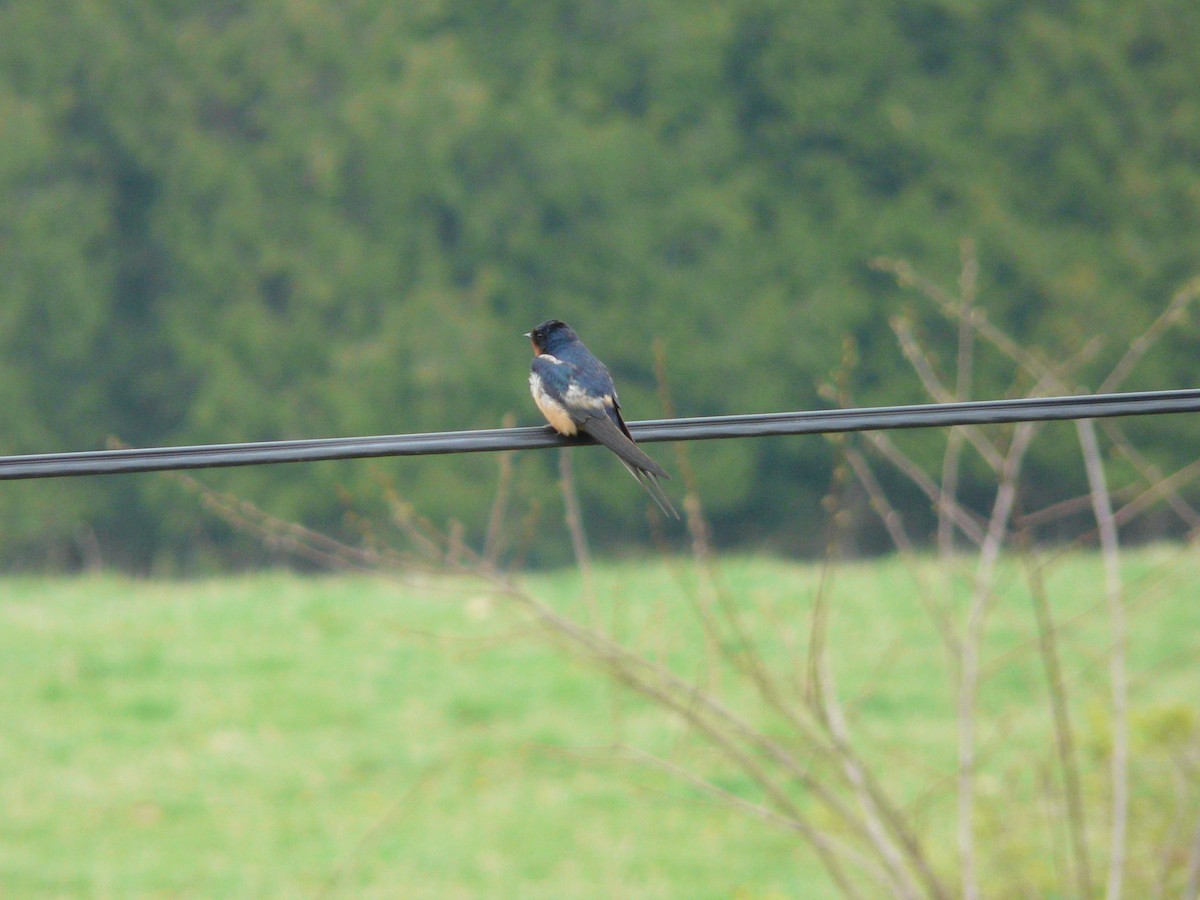 Barn Swallow - ML37500391