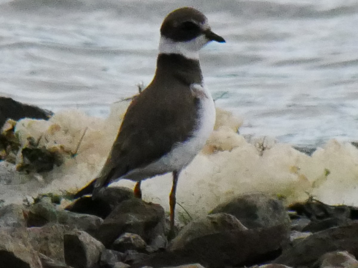 Semipalmated Plover - ML375004051