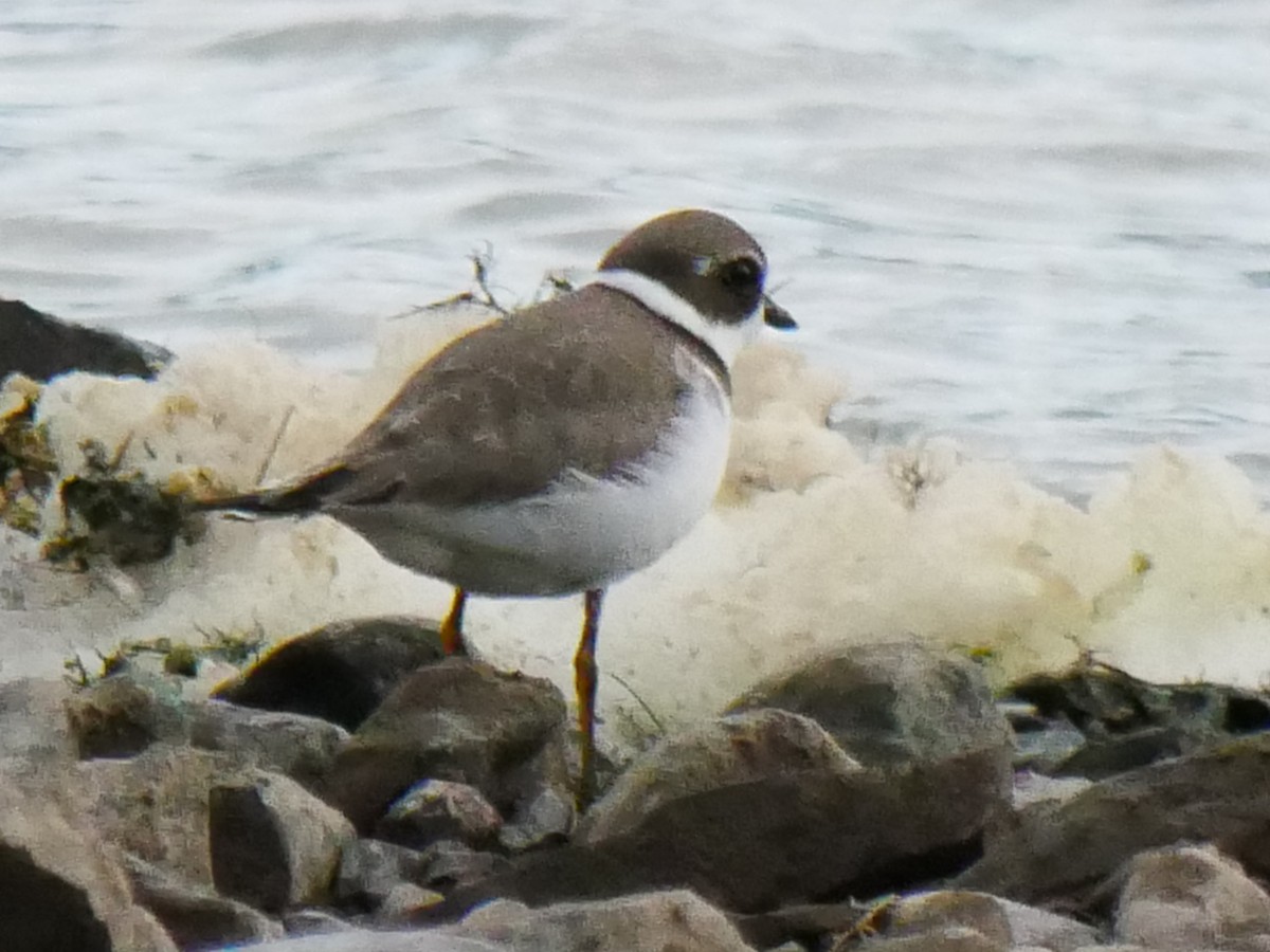 Semipalmated Plover - ML375004141