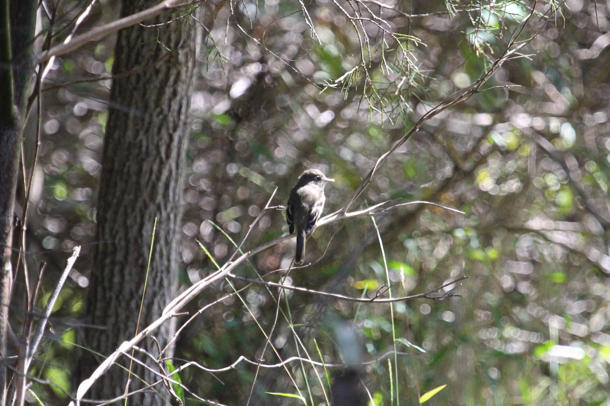 Least Flycatcher - ML375005761