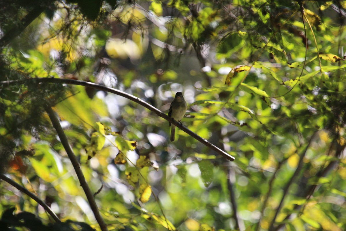 Least Flycatcher - ML375005881