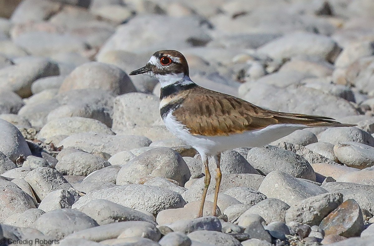 Killdeer - Ceredig  Roberts