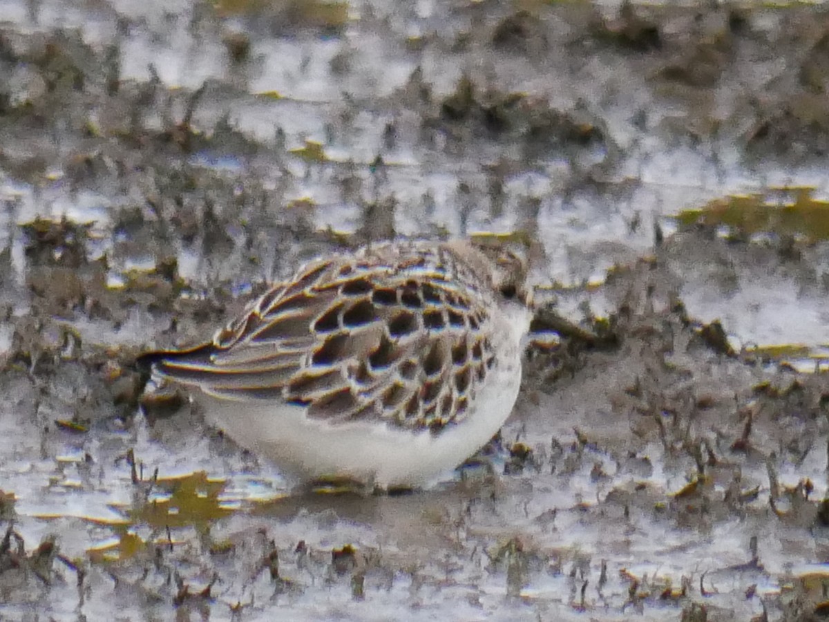 Semipalmated Sandpiper - ML375007431