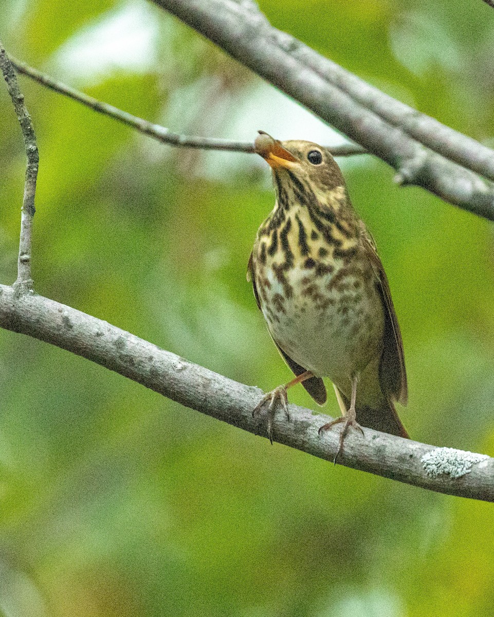 Hermit Thrush - ML375007501