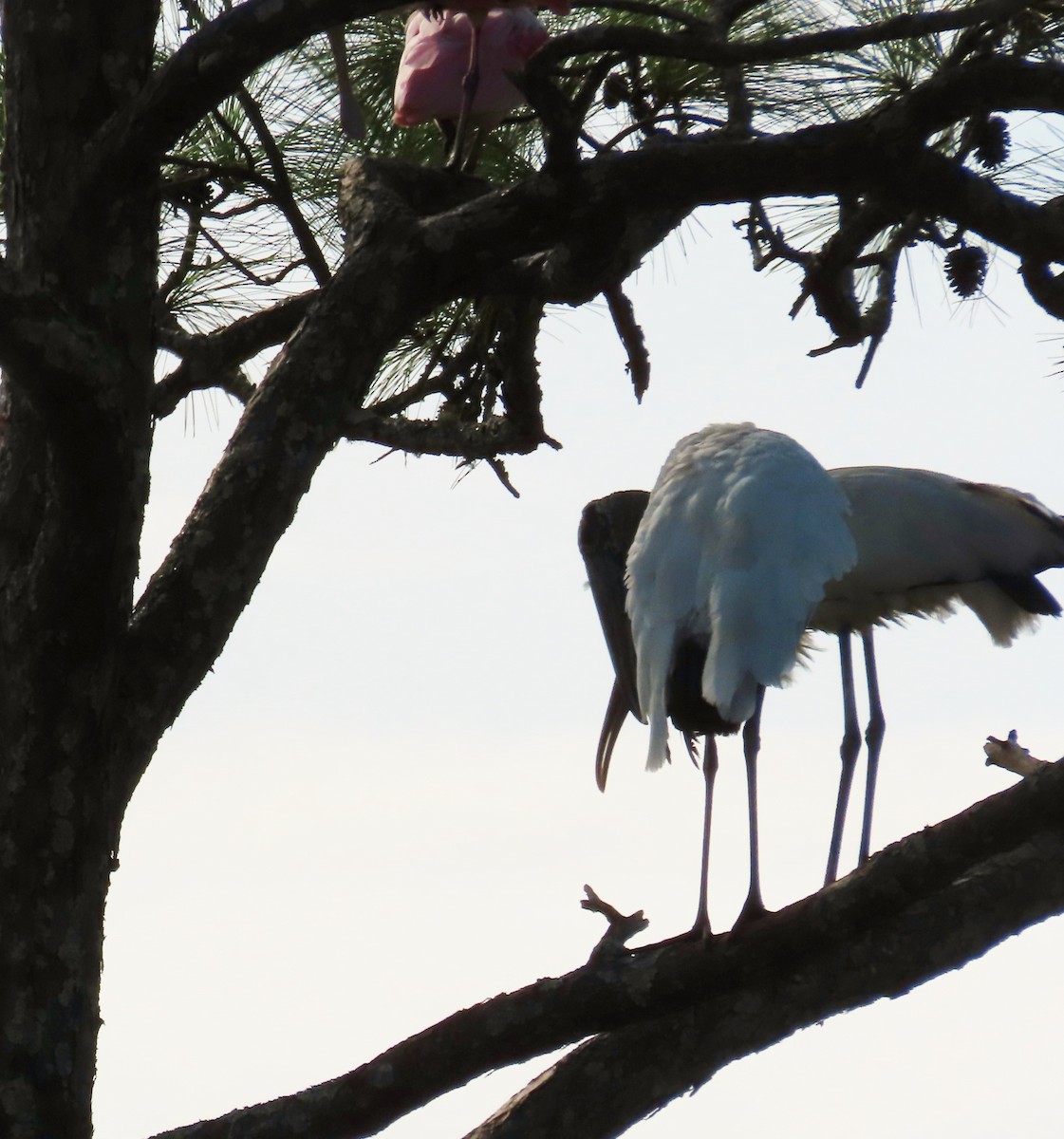 Wood Stork - ML375007871