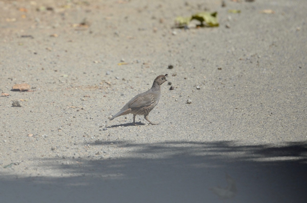 California Quail - ML375008211