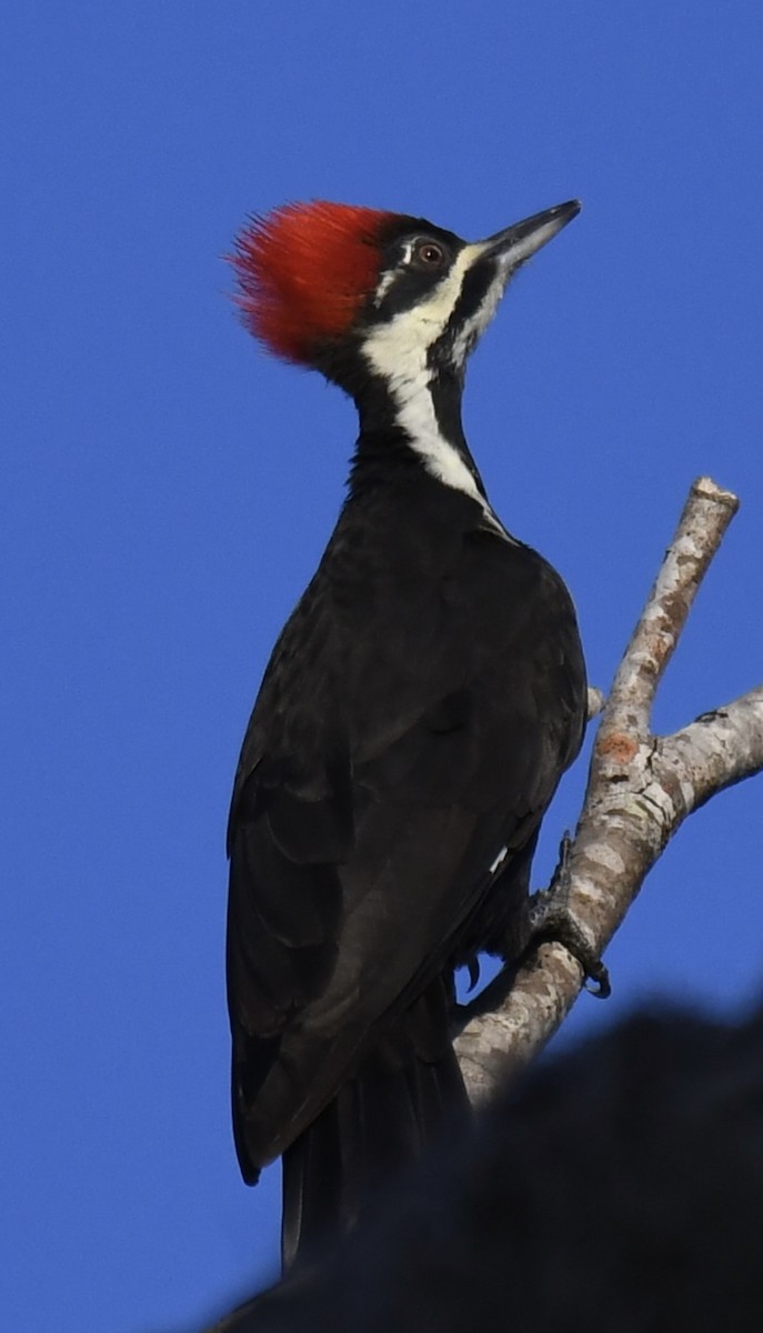 Pileated Woodpecker - Jose-Miguel Ponciano