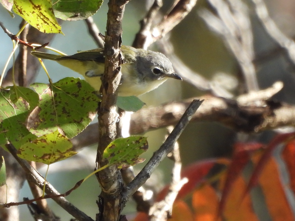 Blue-headed Vireo - ML375009911