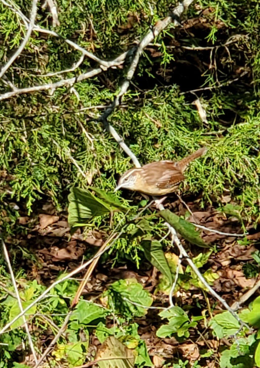 Carolina Wren - ML375009961