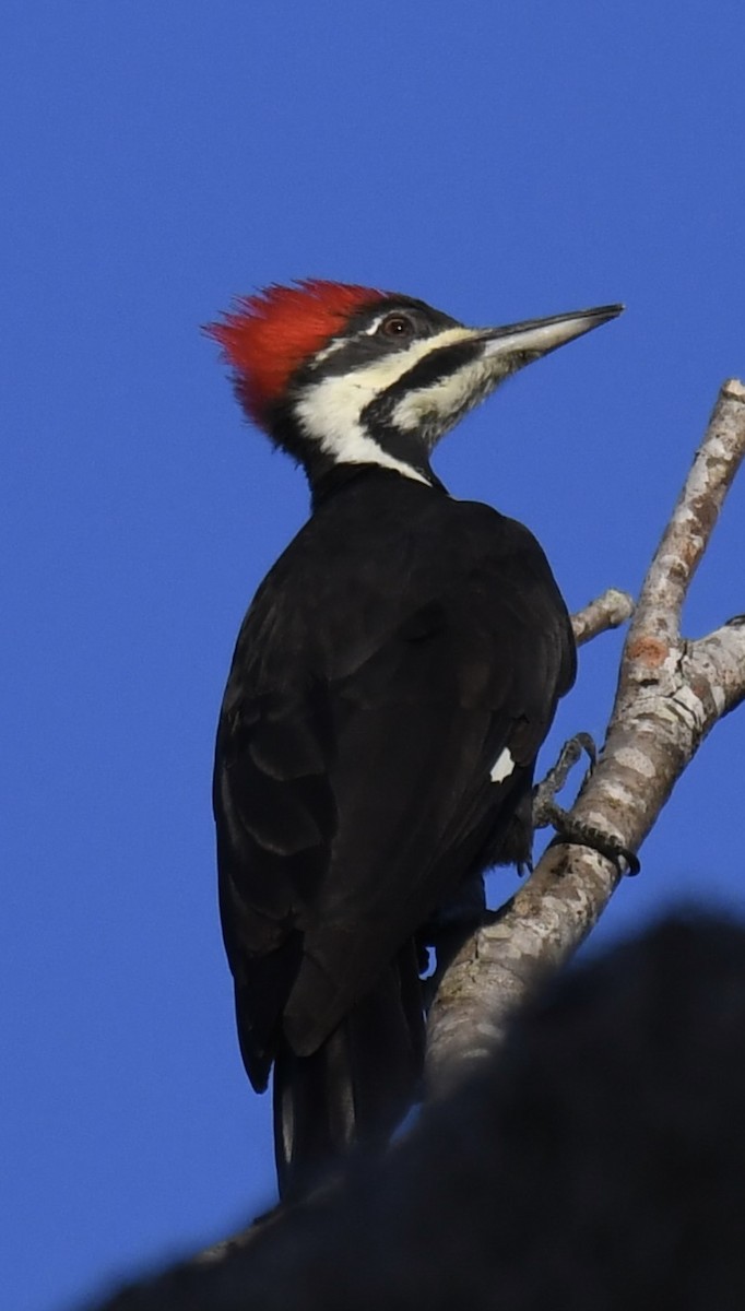 Pileated Woodpecker - Jose-Miguel Ponciano
