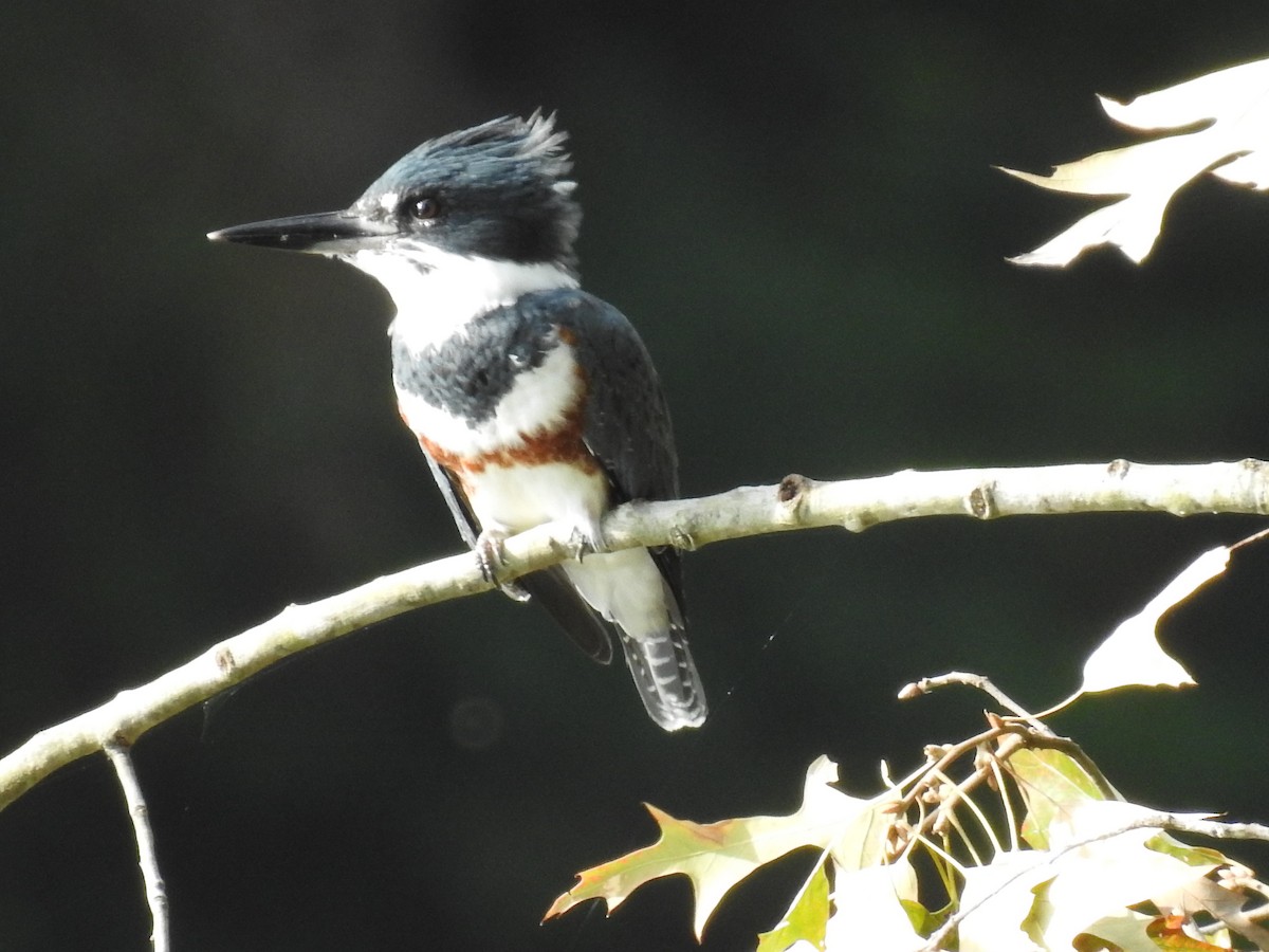 Belted Kingfisher - ML375010621
