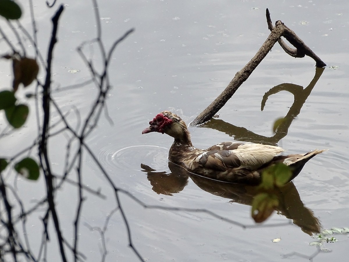 Muscovy Duck (Domestic type) - Fleeta Chauvigne