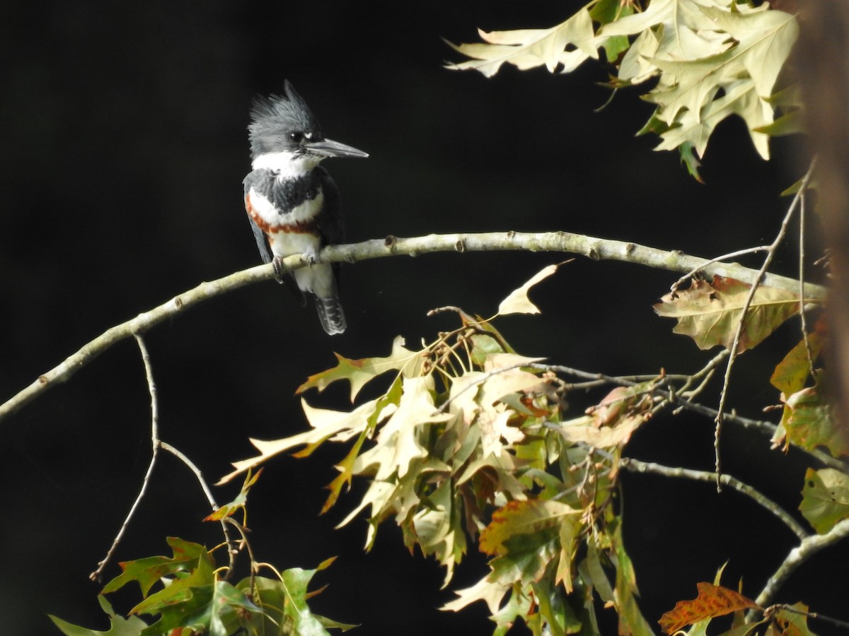 Belted Kingfisher - ML375011181