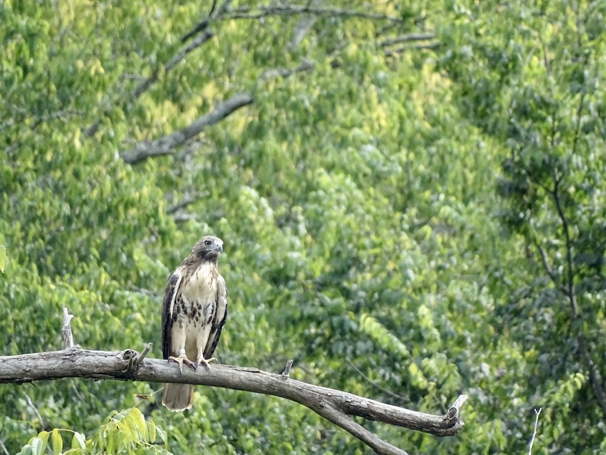 Red-tailed Hawk - ML375011191