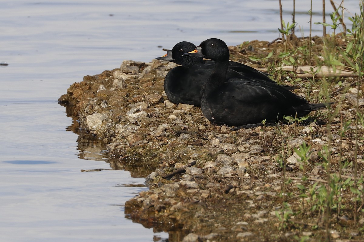 Common Scoter - Paulo Domingues