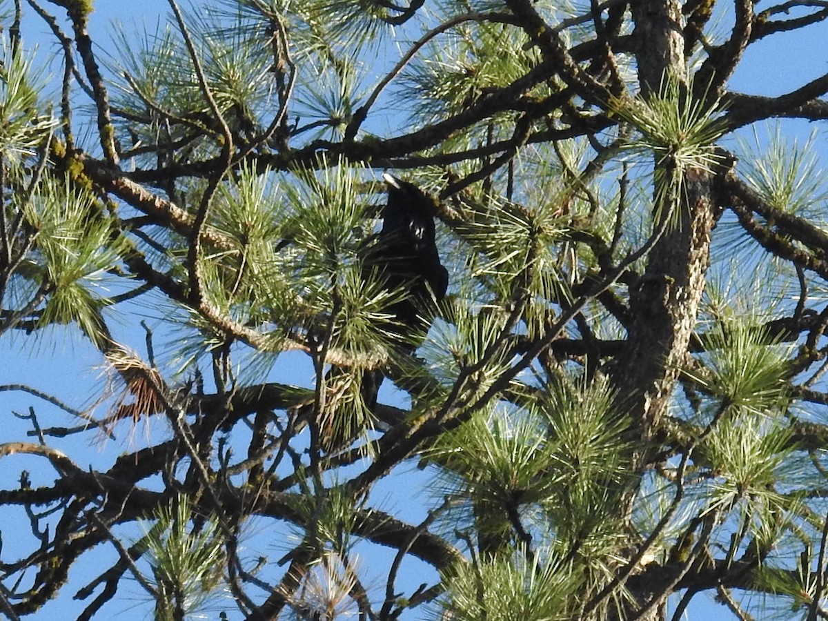 Common Raven - ML375011681