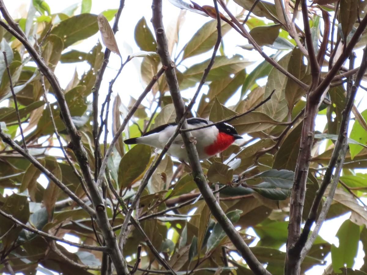 Cherry-throated Tanager - Vitor Suzuki de Carvalho