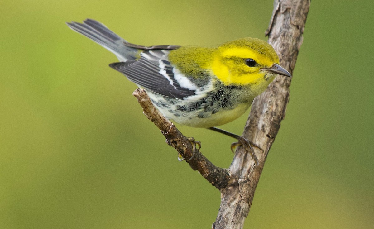 Black-throated Green Warbler - ML375013321