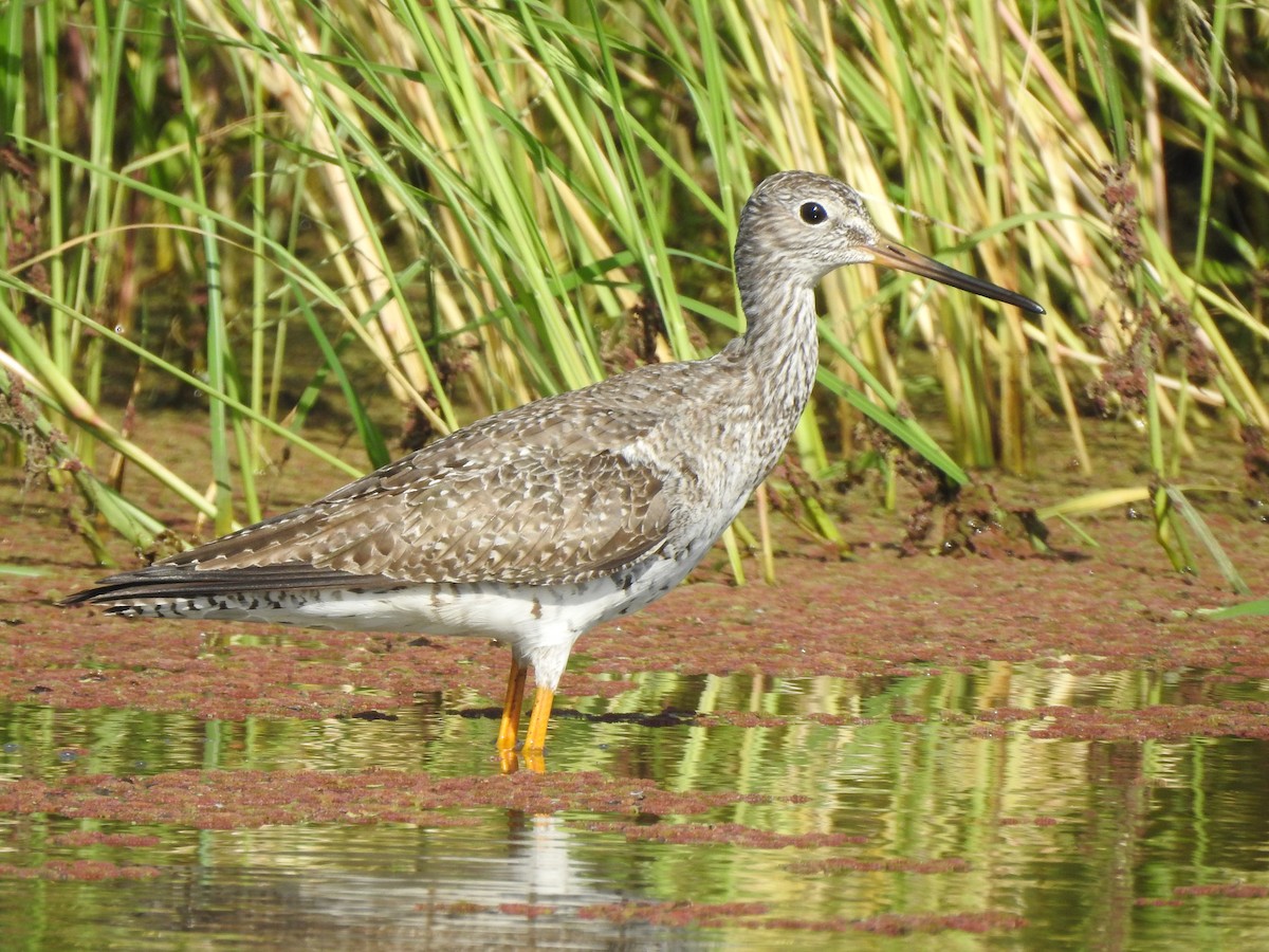 オオキアシシギ - ML375014971