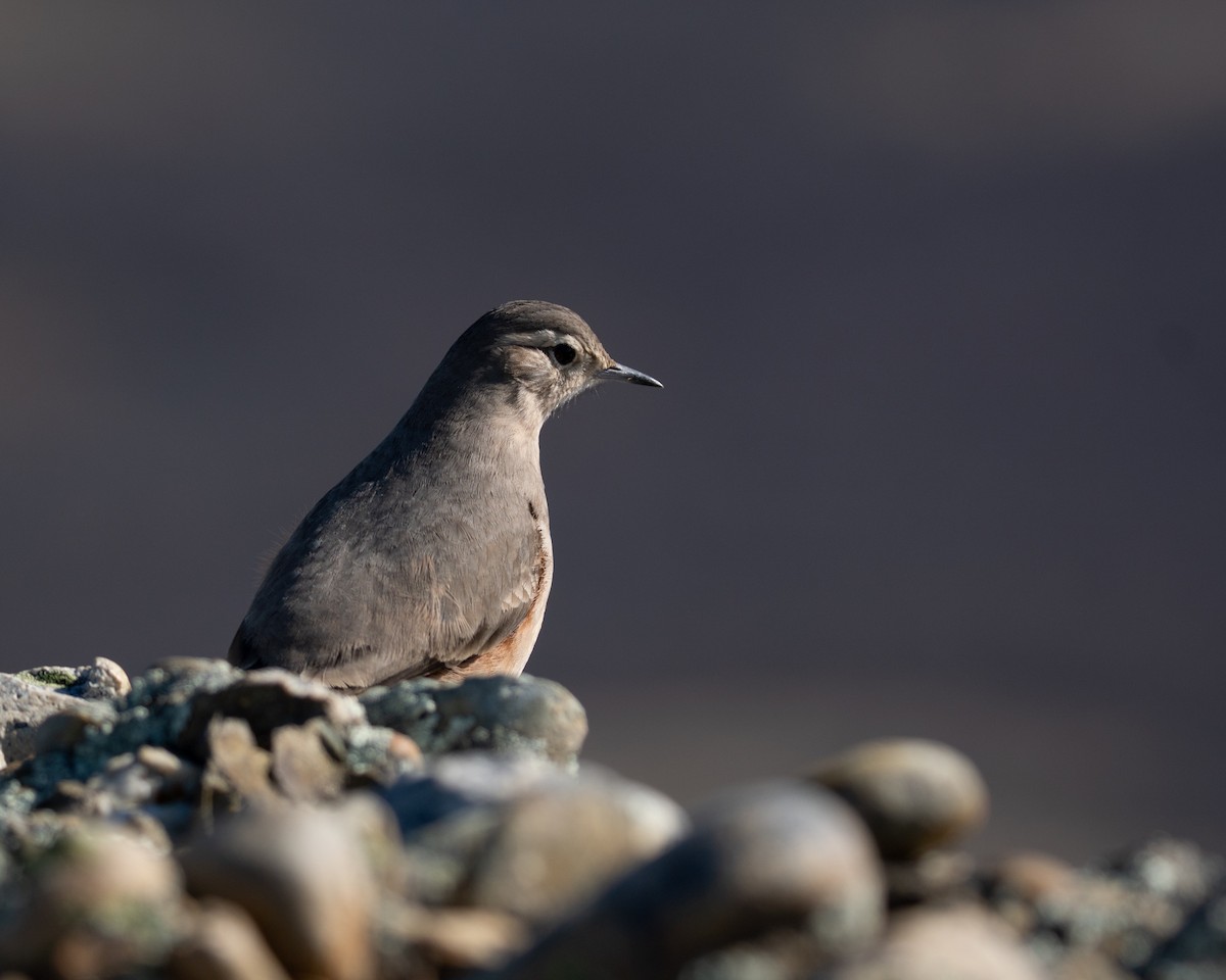 Rufous-banded Miner - ML375015131