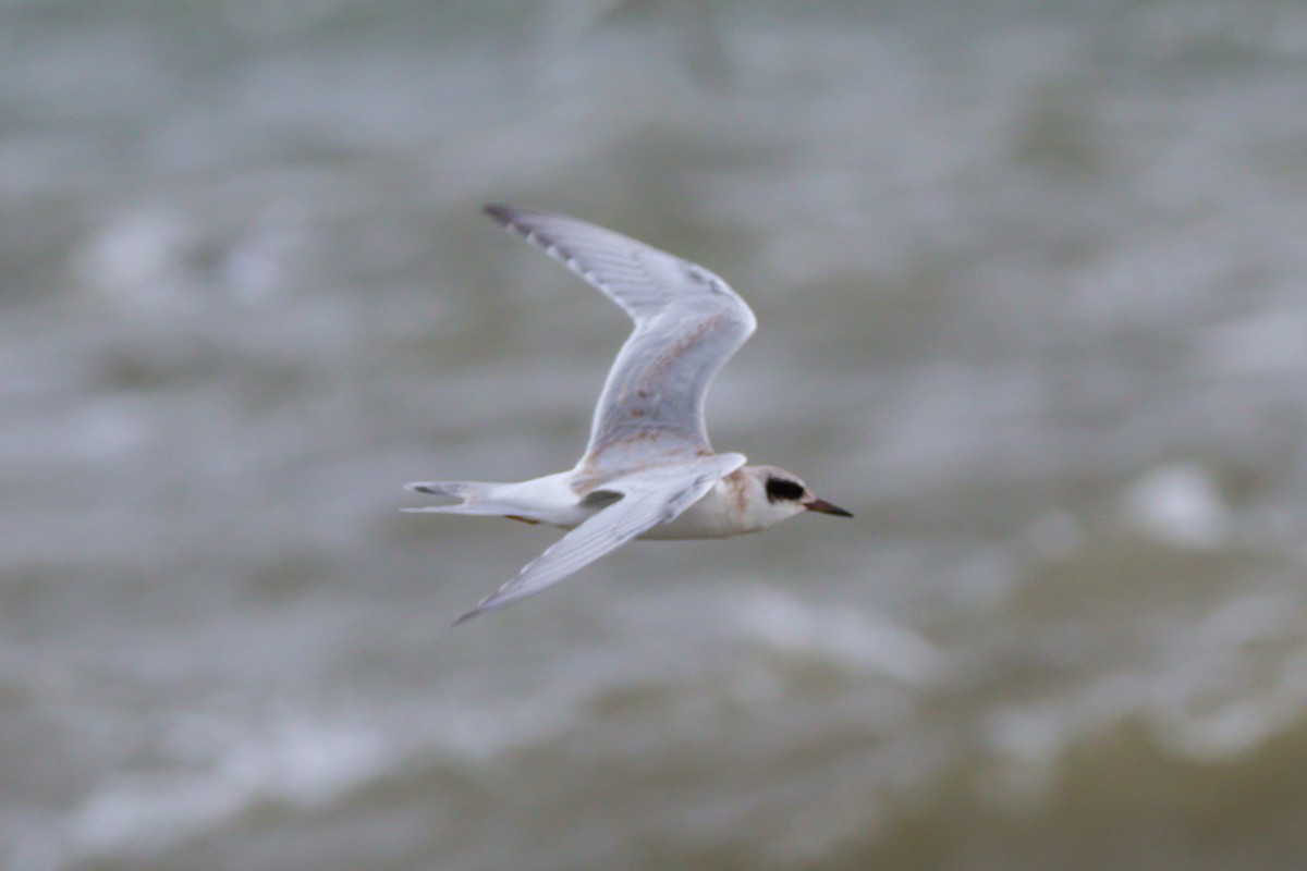 Forster's Tern - James Kroeker
