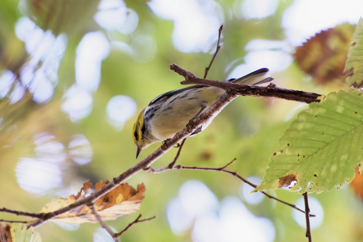 Black-throated Green Warbler - Snappy's View