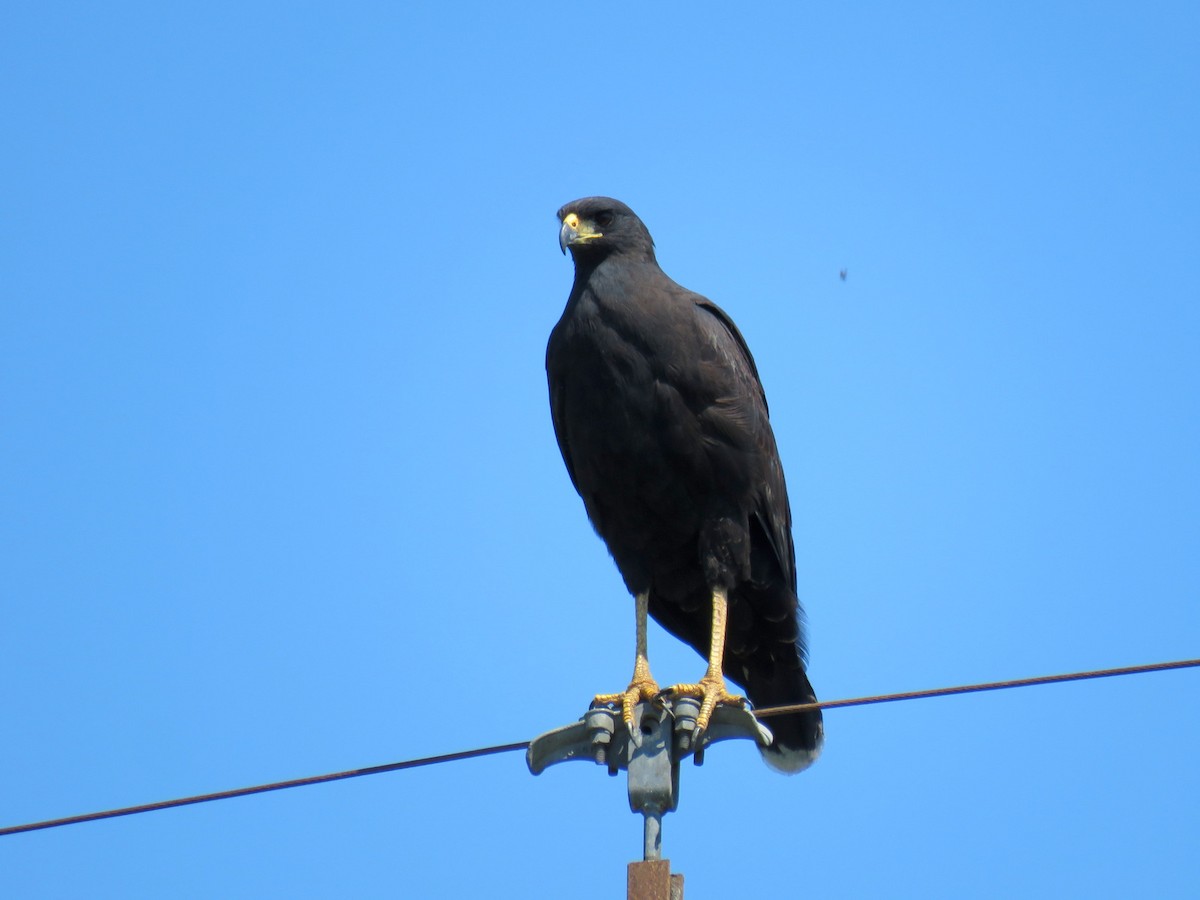 Great Black Hawk - Patricio Cowper Coles