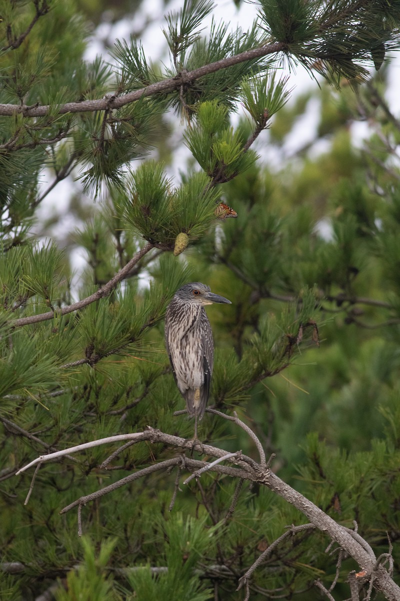 Yellow-crowned Night Heron - ML375019631