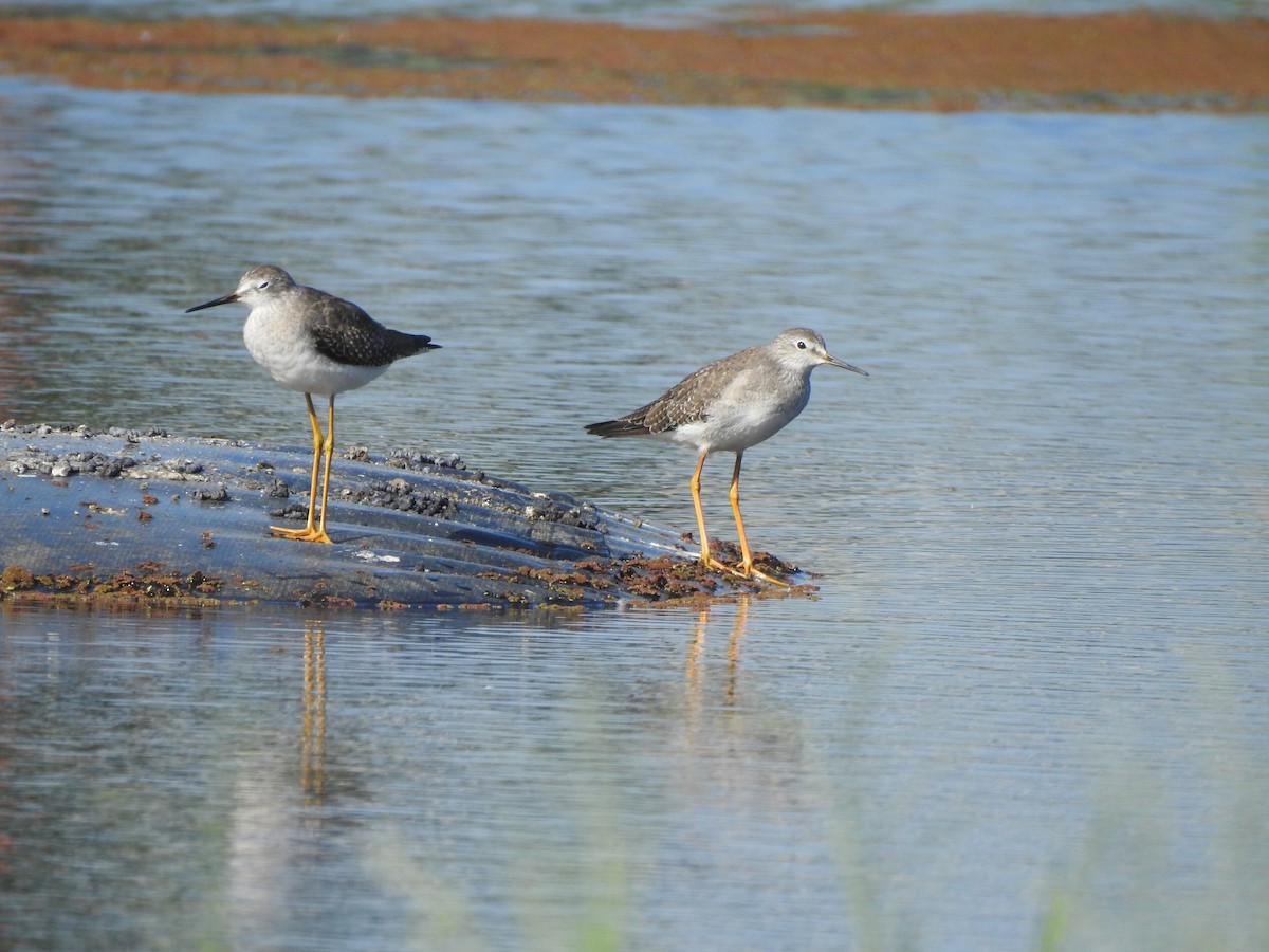 コキアシシギ - ML375020601