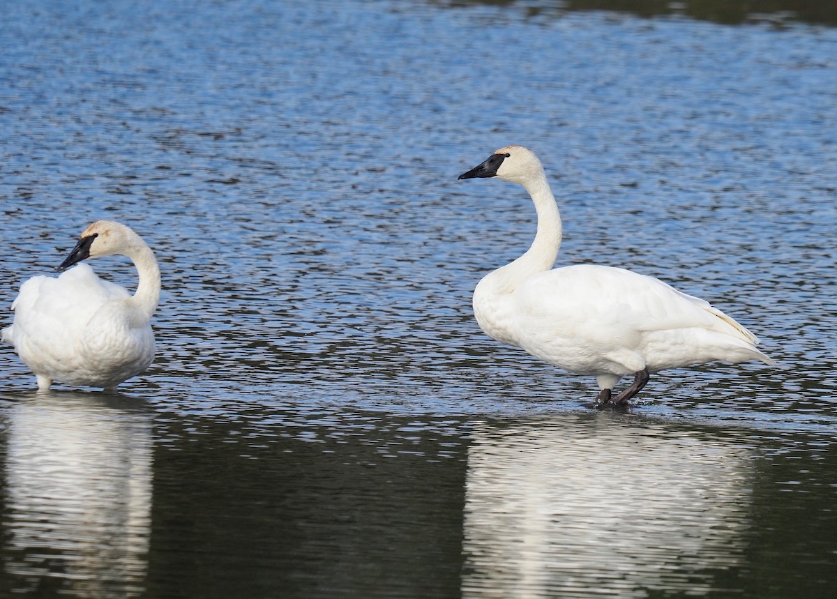 Trumpeter Swan - ML375021291