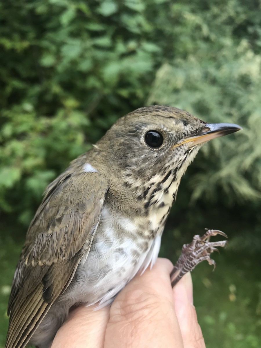 Bicknell's Thrush - Braddock Bay Bird Observatory Data
