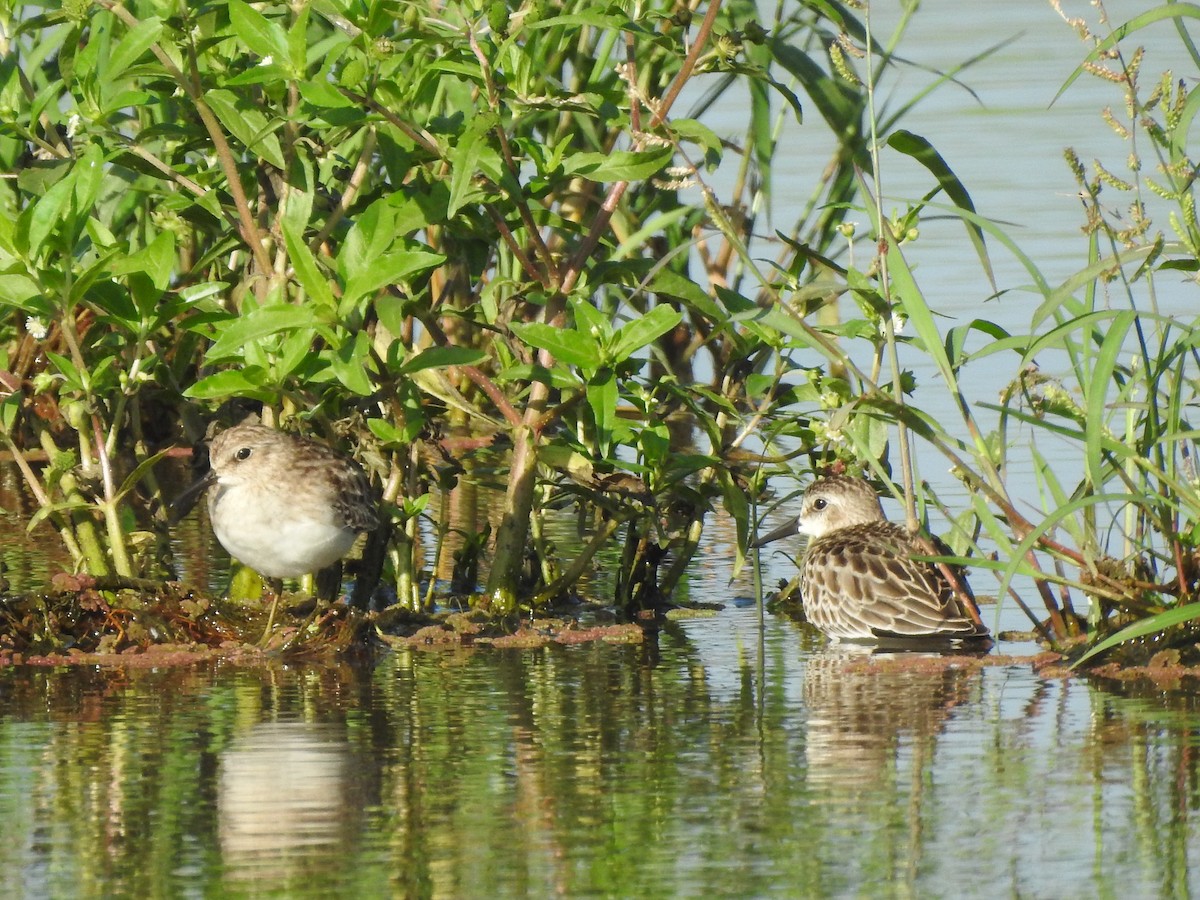 アメリカヒバリシギ - ML375023421