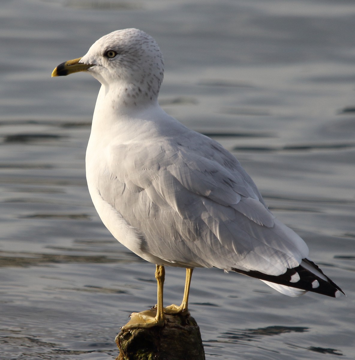 Ring-billed Gull - Glenn Berry