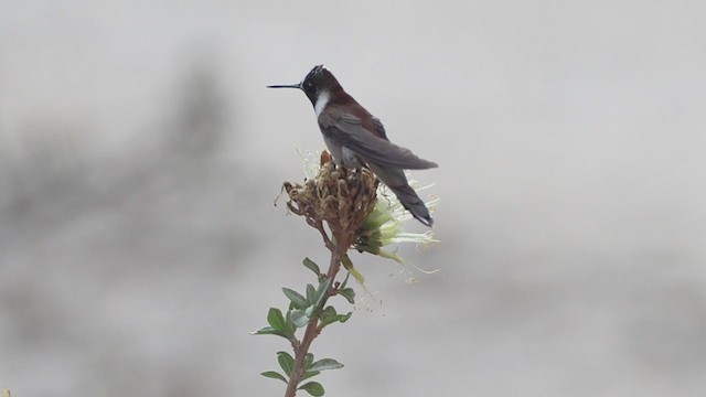 Colibrí Noble Oriental (albolimbata) - ML375023541