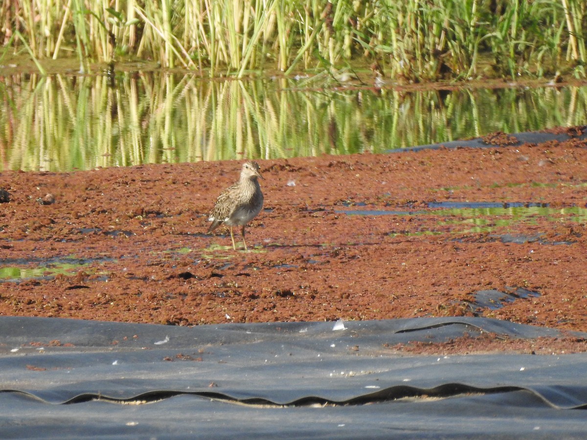 アメリカウズラシギ - ML375024091