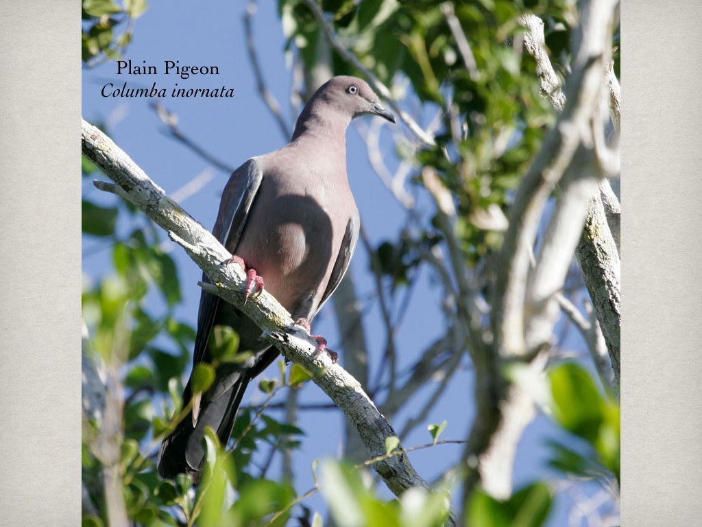 Plain Pigeon - ML375026201