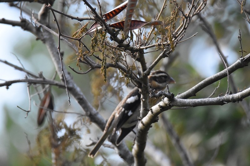 Rose-breasted Grosbeak - ML37502621