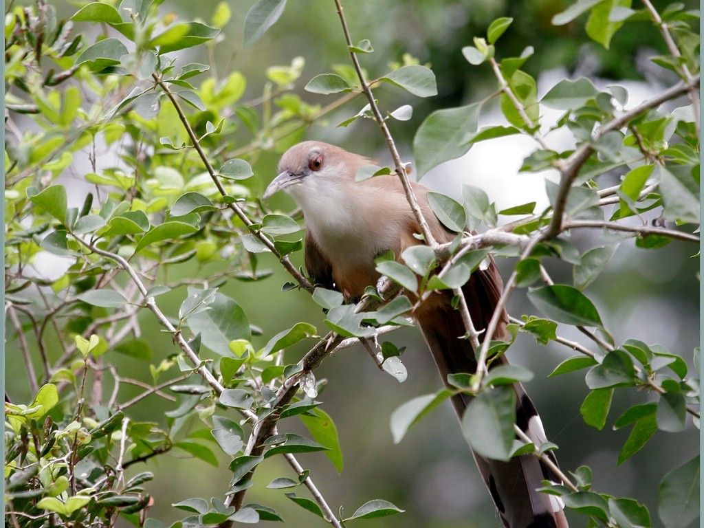 Great Lizard-Cuckoo - ML375026481