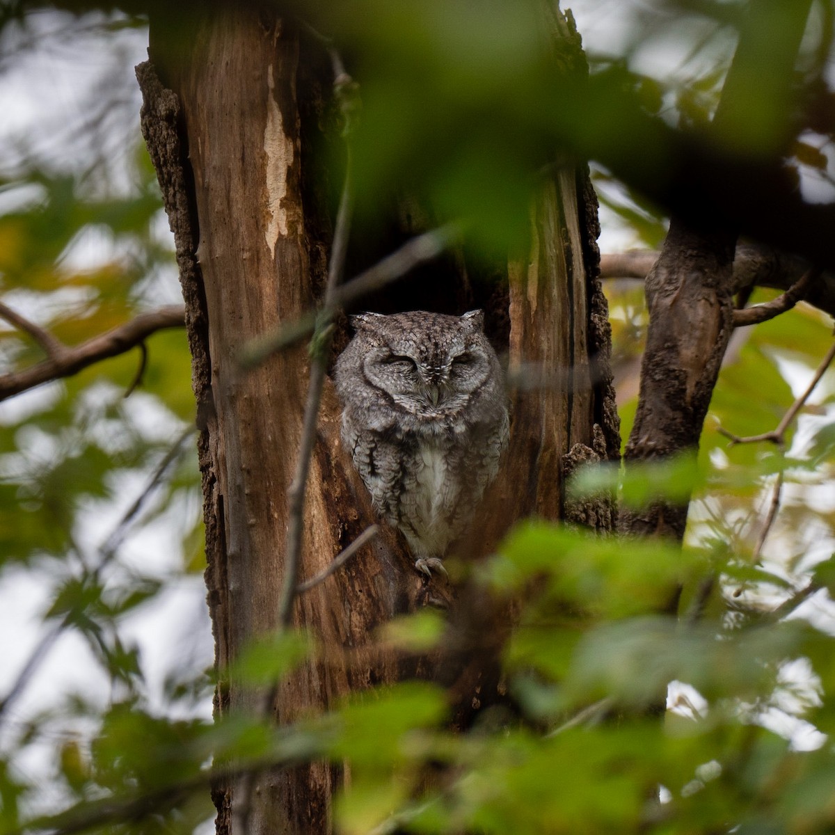 výreček americký - ML375026531