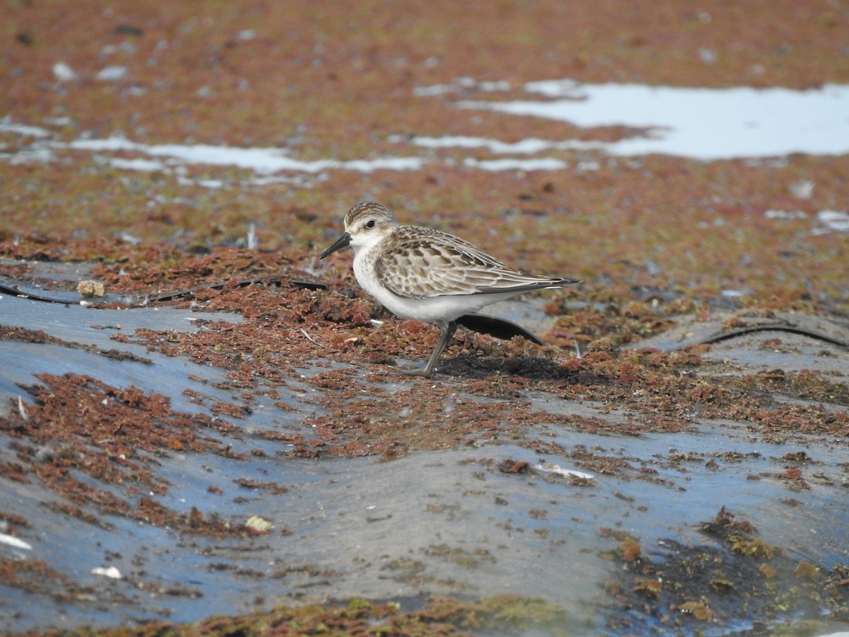 ヒレアシトウネン - ML375026811