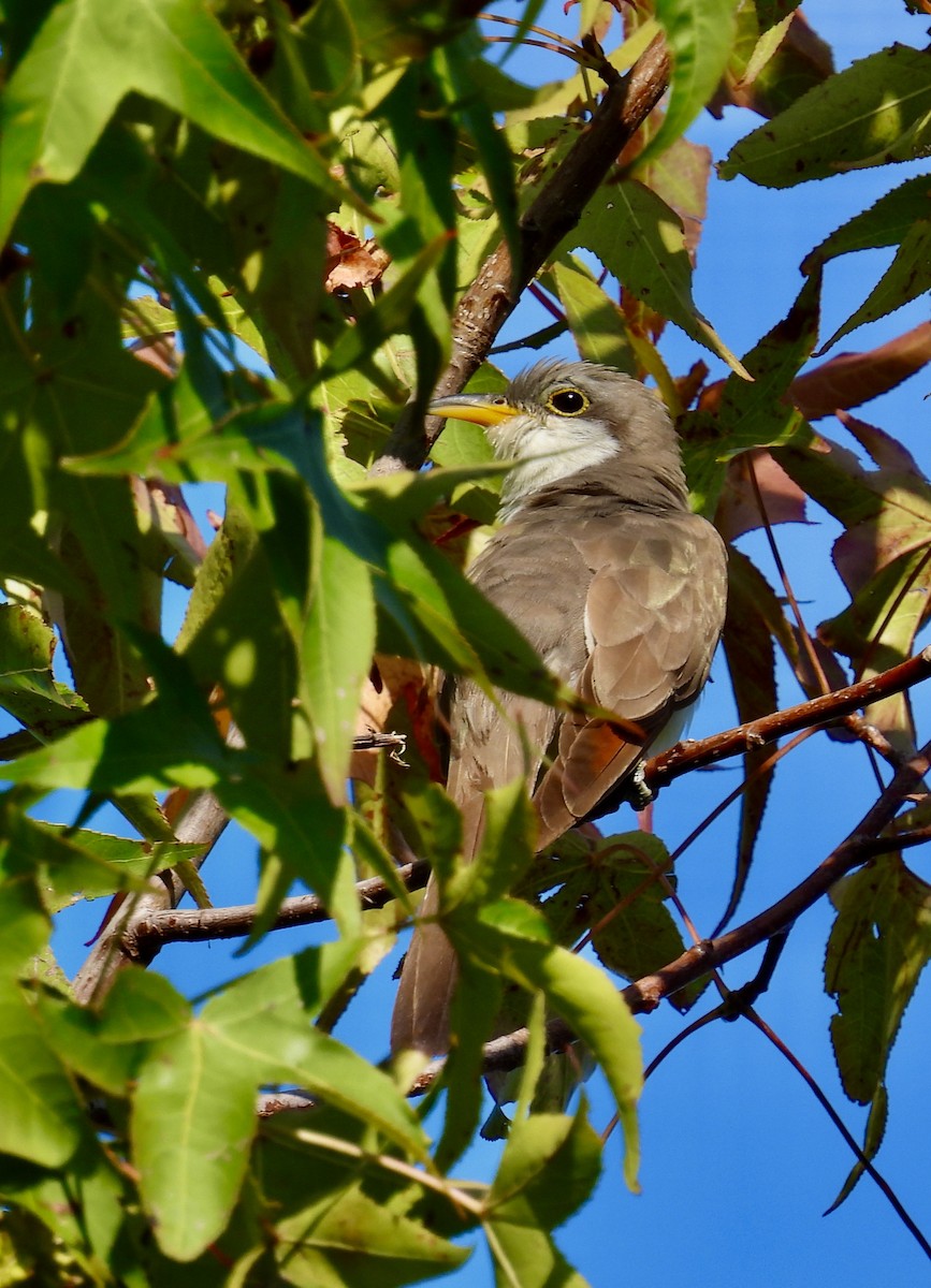 Yellow-billed Cuckoo - ML375026971