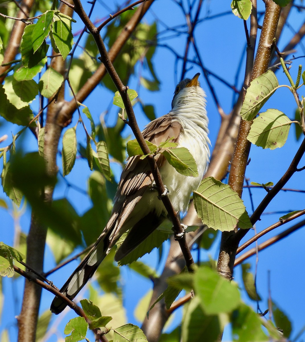 Yellow-billed Cuckoo - ML375027071
